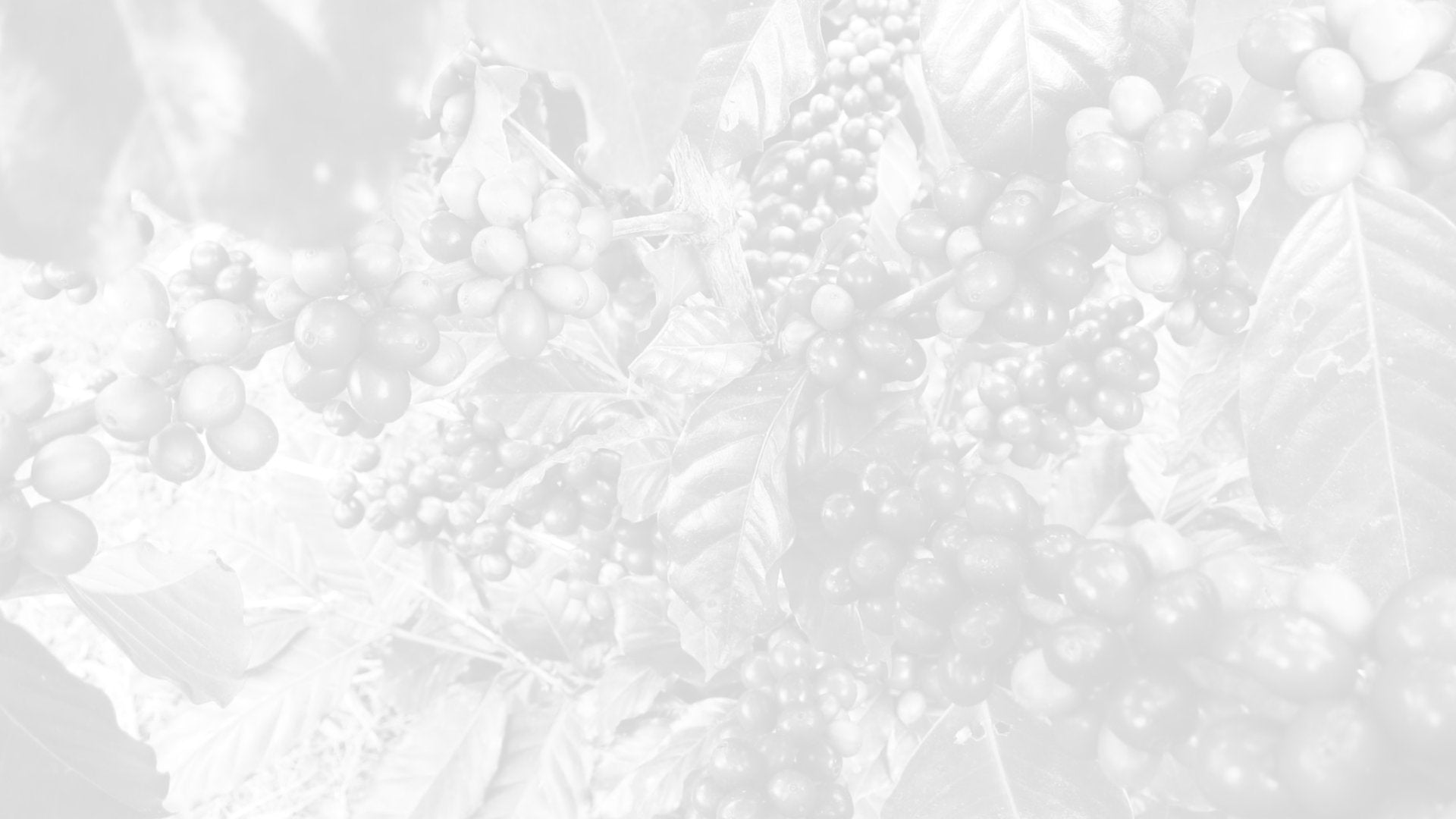 Dark Roast Coffee | Boulder Organic Coffee